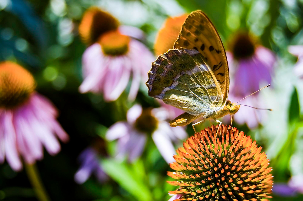 Butterfly Echinacea Flower