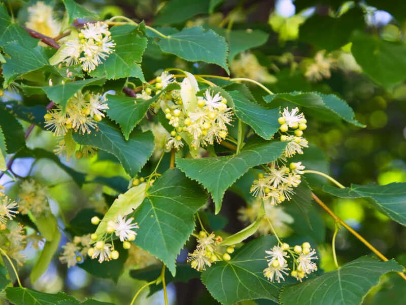 Blossoming Linden Branch
