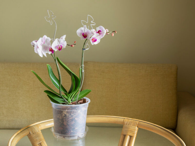 Delicate Pink White Orchid Home Interior Floriculture Hobbies Home Flowers