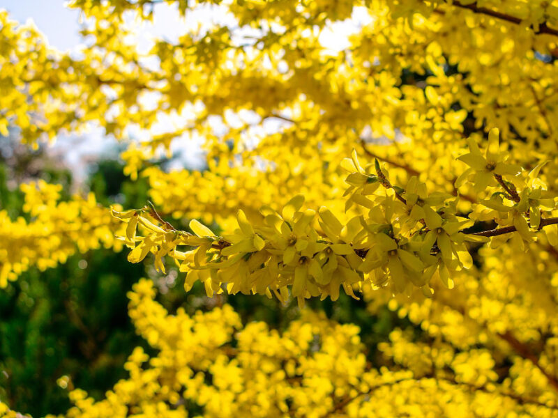 Branch Forsythia Tree With Yellow Flowers