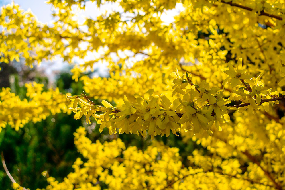 Branch Forsythia Tree With Yellow Flowers