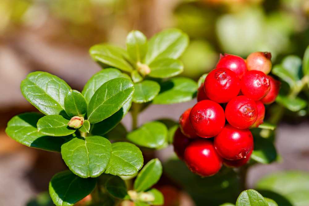ripe-fresh-berries-cowberries-lingonberry-partridgeberry-cowberry-forest-macro-photo-nature-summer-season