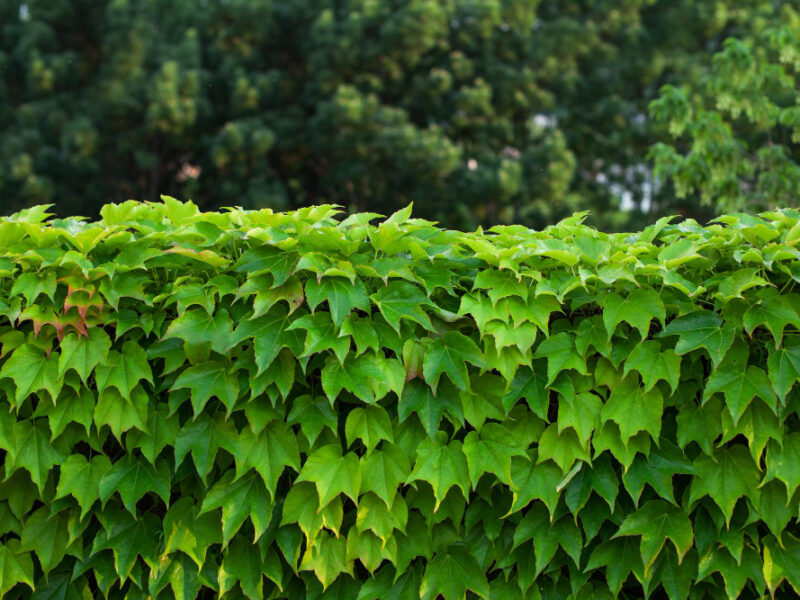 Hedge Fence Leaves Natural Background