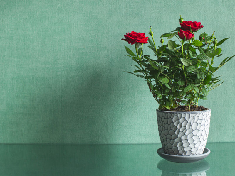 Red Spray Rose Gray Flower Pot Green