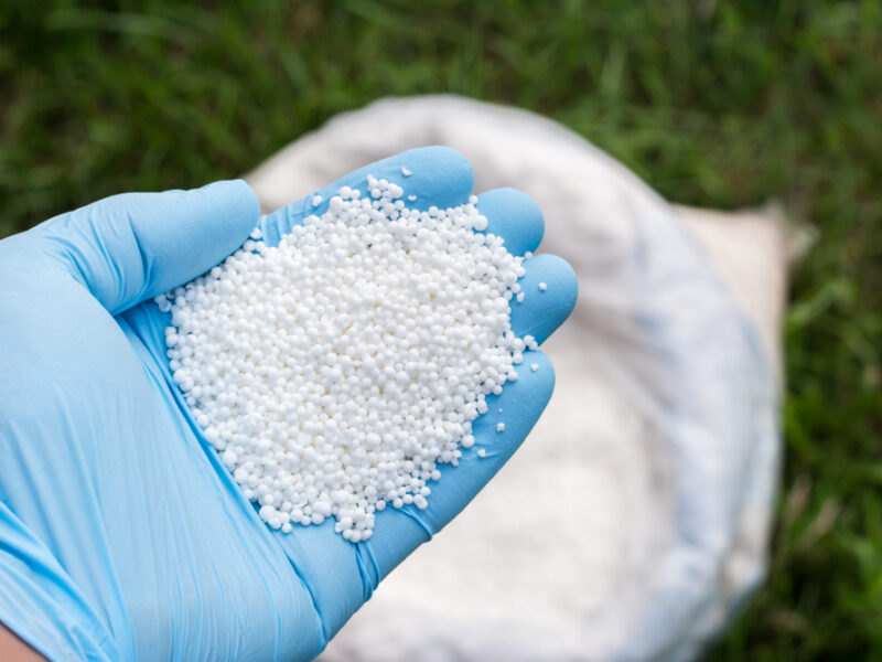 Farmer S Hand Blue Glove Holds White Granular Fertilizer