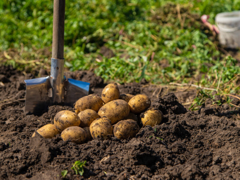 Digging Potatoes Harvest Potatoes Farm Environmentally Friendly Natural Product