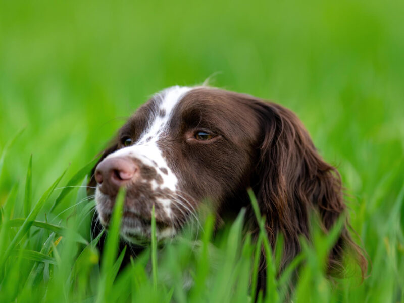 Portrait English Springer Spaniel Field Covered Greenery With Blurry Background