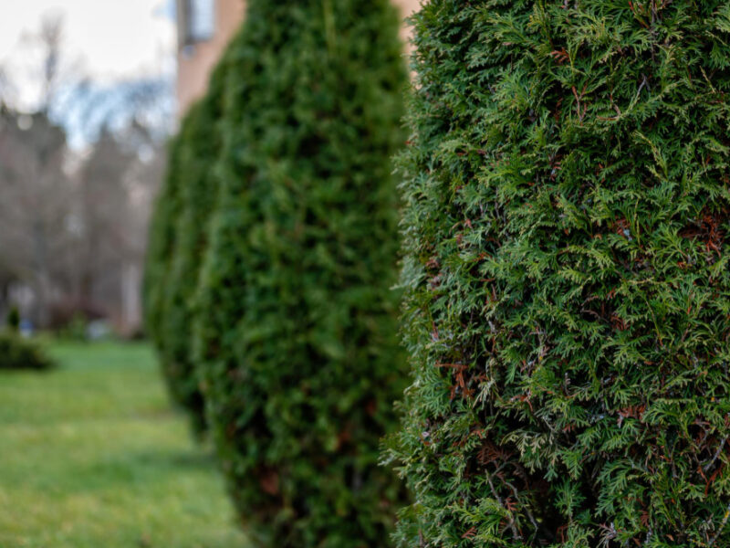 Close Up Photo Thuja Bush Summer Season Selective Focus Copy Space