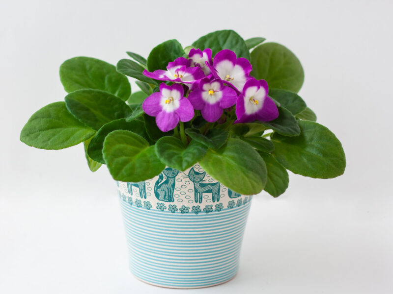 Houseplant Violet Pot Side View White Background