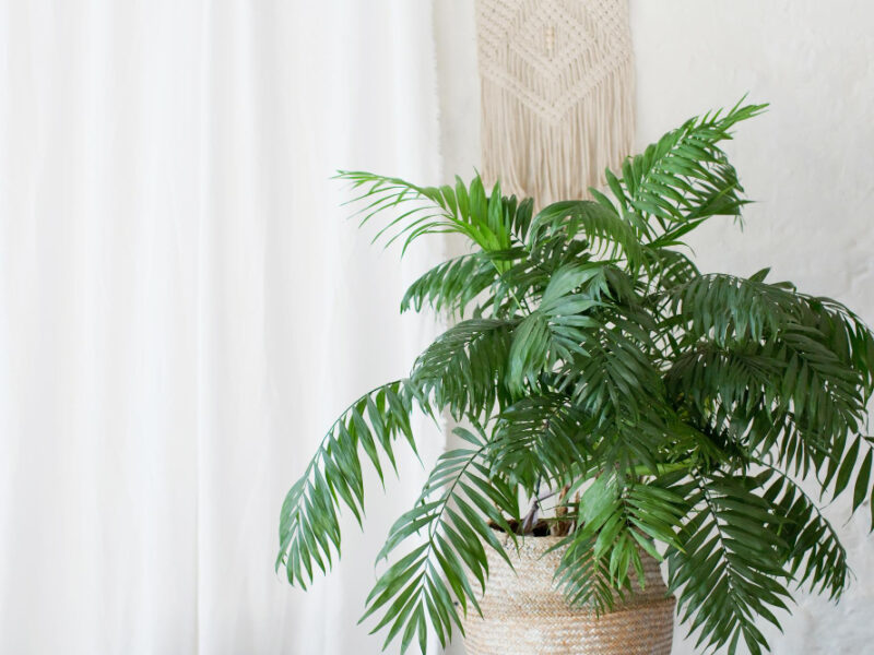 Areca Palm Wicker Basket White Background Palm Plant Light Interior