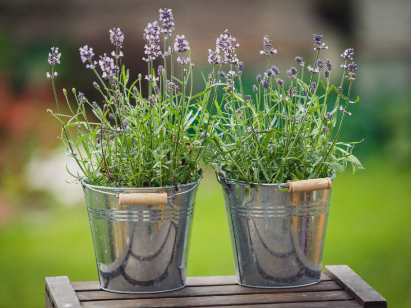 Outdoor Decor With Lavender Plants Decorative Metal Pots Standing Wooden Box