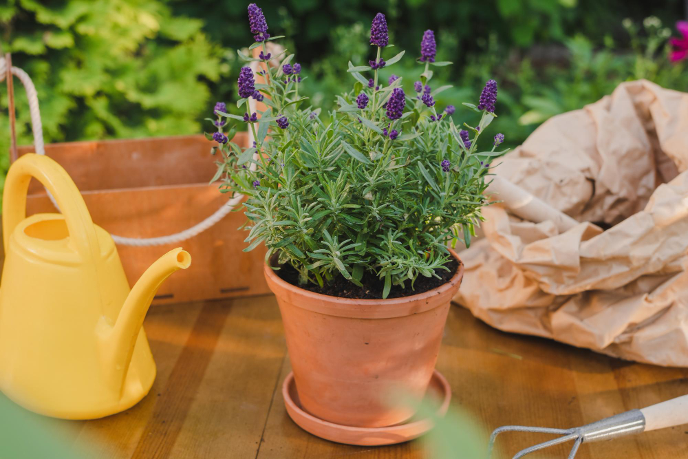 Potted Lavender Plant Table Backyard Garden