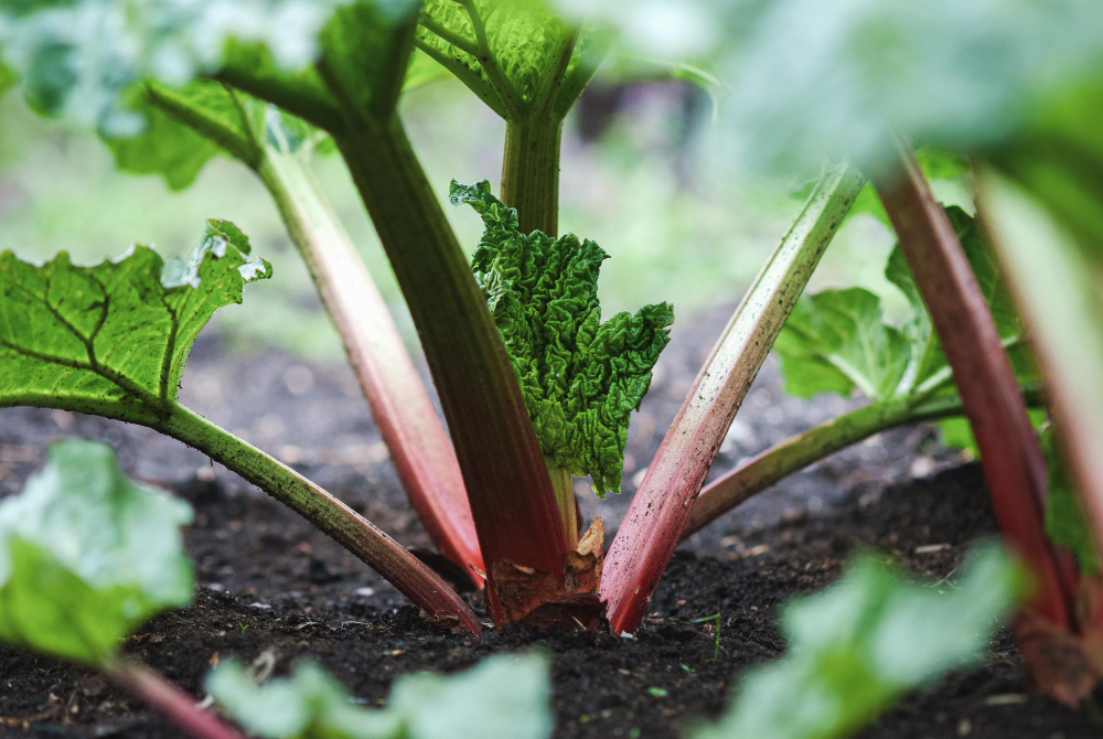 Rhubarb Plants With New Leaves Growing Garden Bed