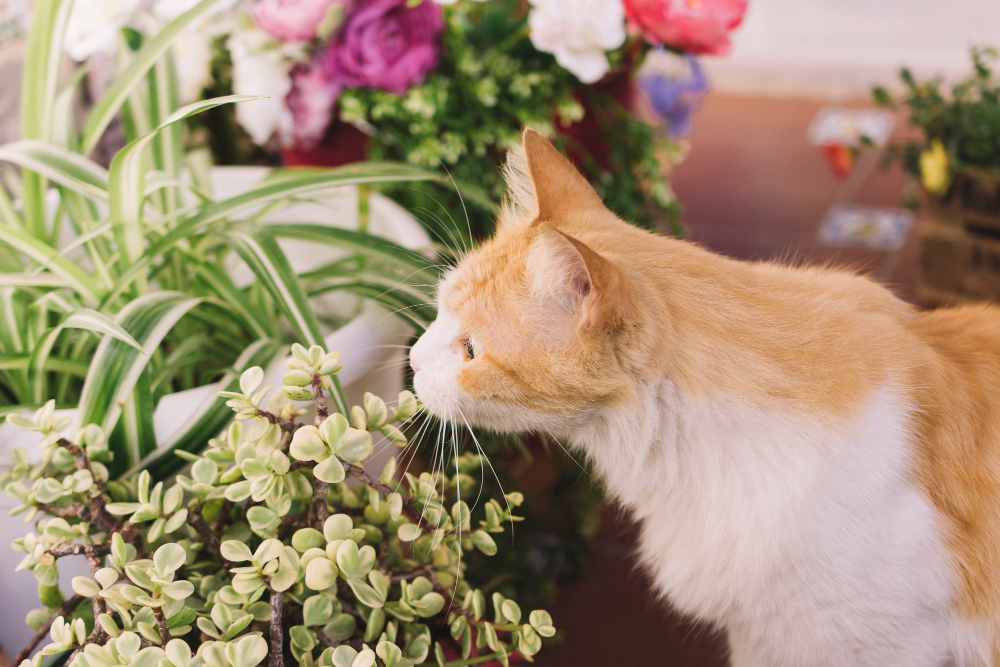 Cat Smelling Plant
