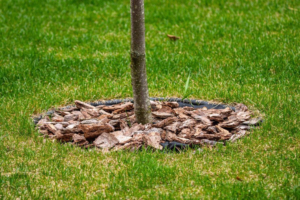 mulch-bark-pine-bark-trunk-young-tree-green-grass-protective-layer-plant-care