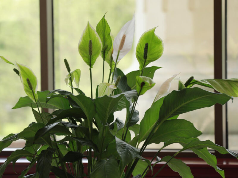 Plant With White Flowers Green Leaves Front Window