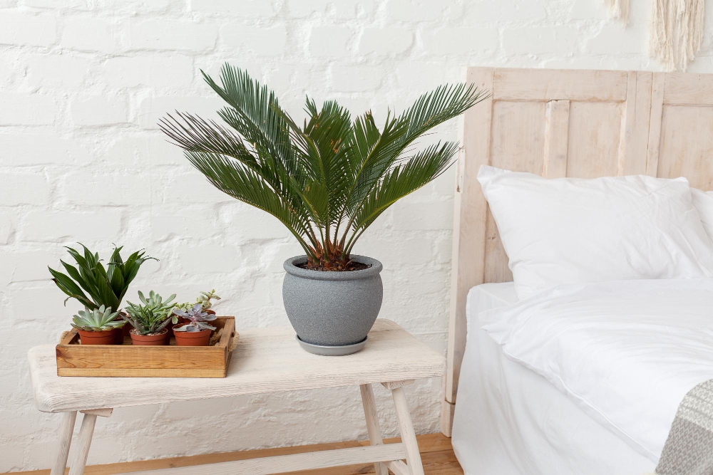 home-plant-succulent-big-pot-wooden-bench-scandinavian-style-bedroom-eco-friendly-deco