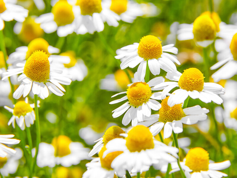 Pharmacy Chamomile Medicinal Plant Field With White Flowers (1)