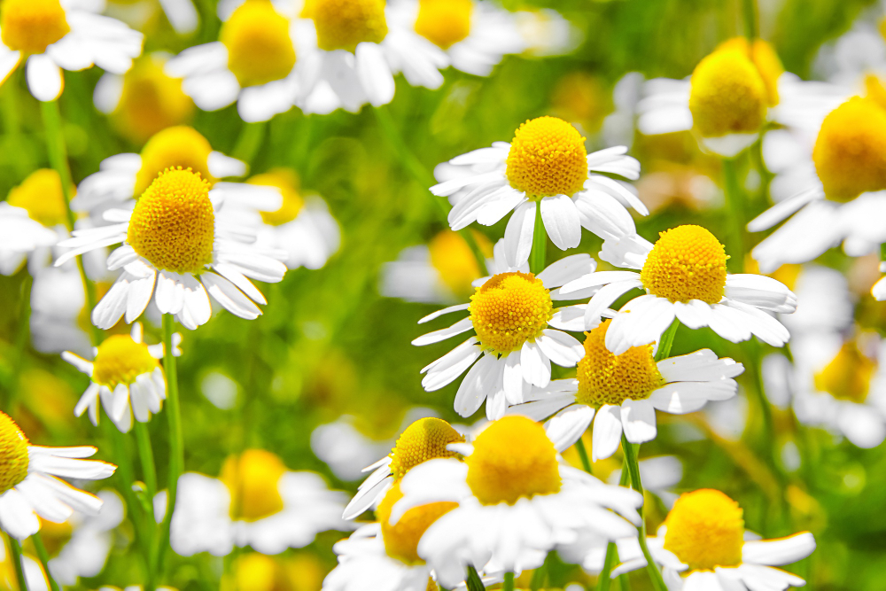 Pharmacy Chamomile Medicinal Plant Field With White Flowers (1)
