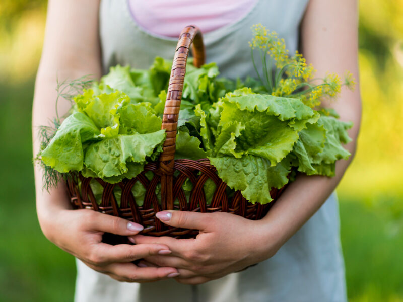 Close Up Girl Holding Basket With Lettuce