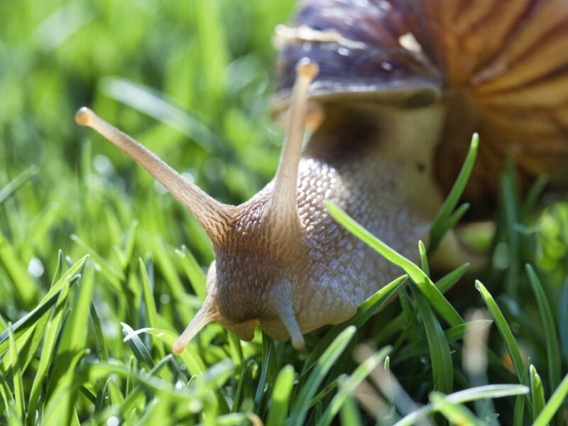 Selective Focus Shot Snail Crawling Grassy Field Pretoria South Africa