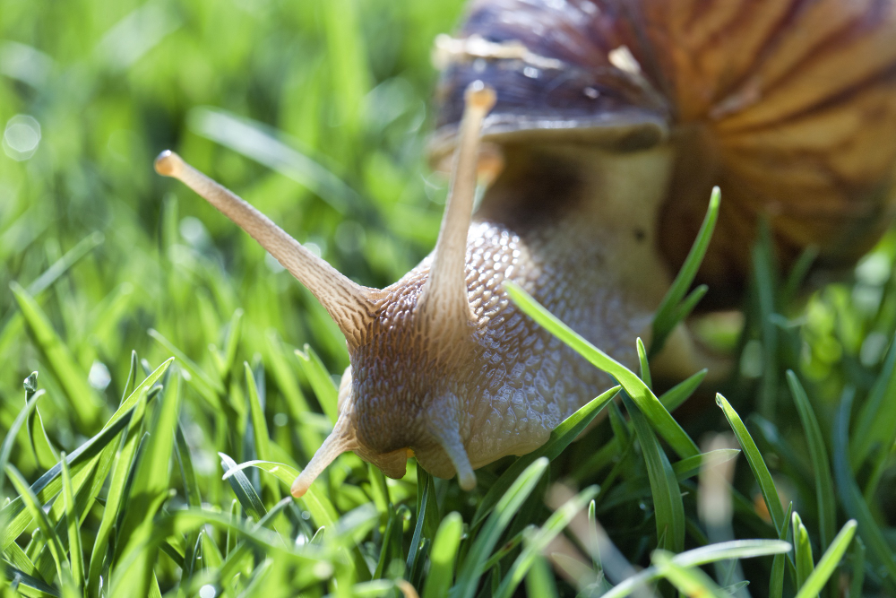 Selective Focus Shot Snail Crawling Grassy Field Pretoria South Africa