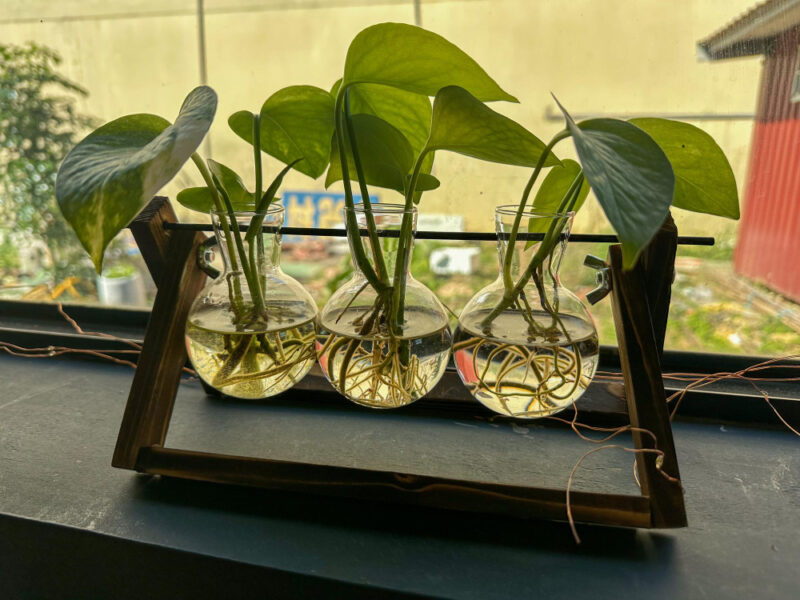 Tray With Three Small Plants With Word Ficus It