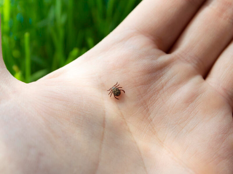 Dangerous Biting Tick Human Hand Is Carrier Infections Viruses Parasitic Mite