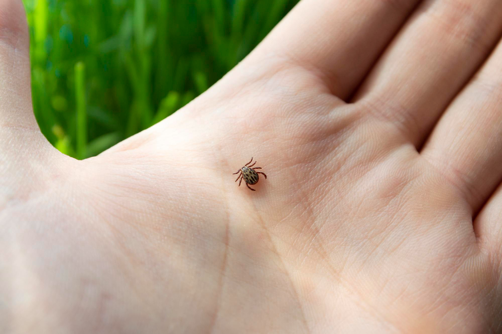 Dangerous Biting Tick Human Hand Is Carrier Infections Viruses Parasitic Mite