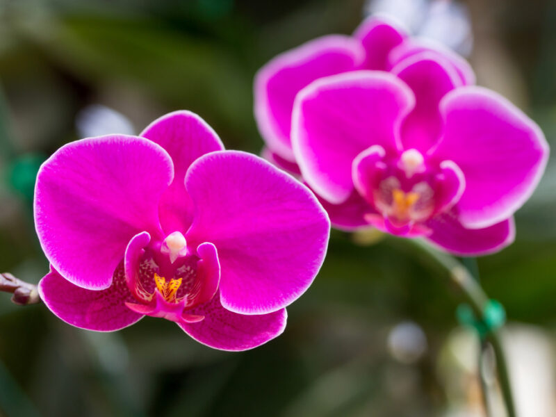 Pink Phalaenopsis Orchid Flower