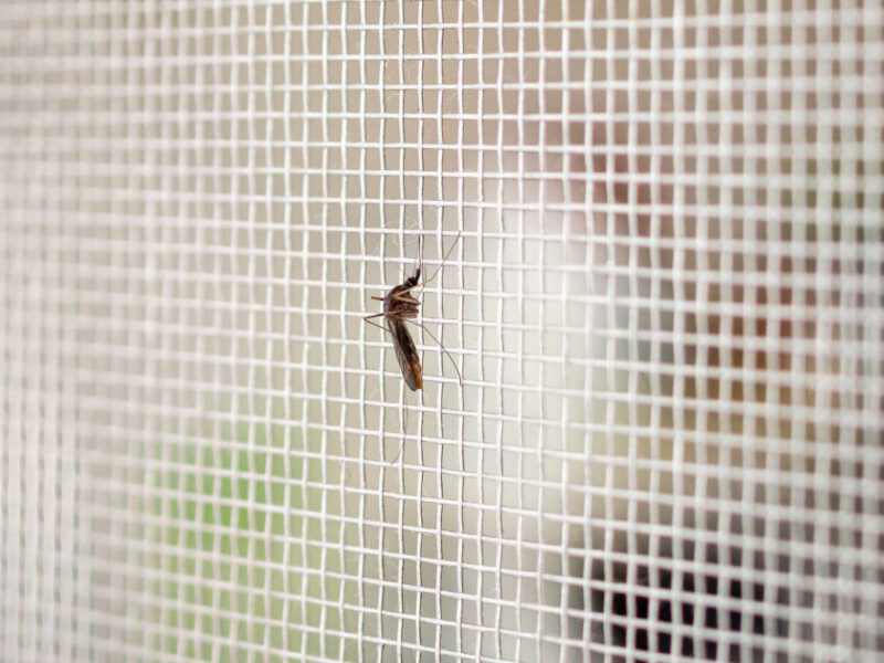 Mosquito Insect Net Wire Screen Close Up House Window