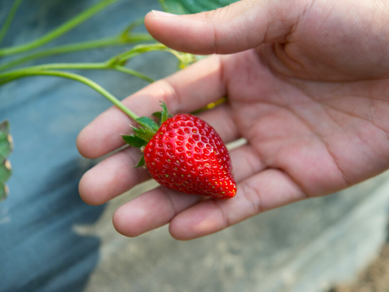 Fresh Strawberries Hand Picked From Strawberry Farm
