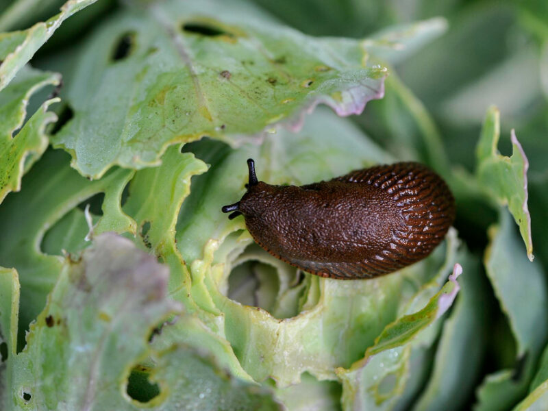 Spanish Slug Arion Vulgaris Is Dangerous Pest Agriculture Slug Eats Cabbage Selective Focus