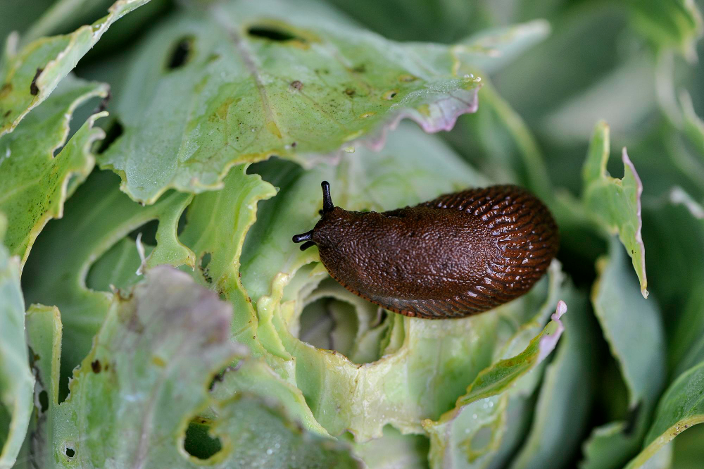Spanish Slug Arion Vulgaris Is Dangerous Pest Agriculture Slug Eats Cabbage Selective Focus