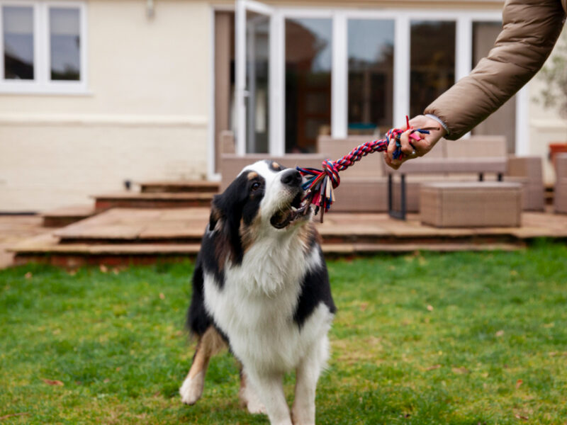 Beautiful Border Collie Dog Training With Owner