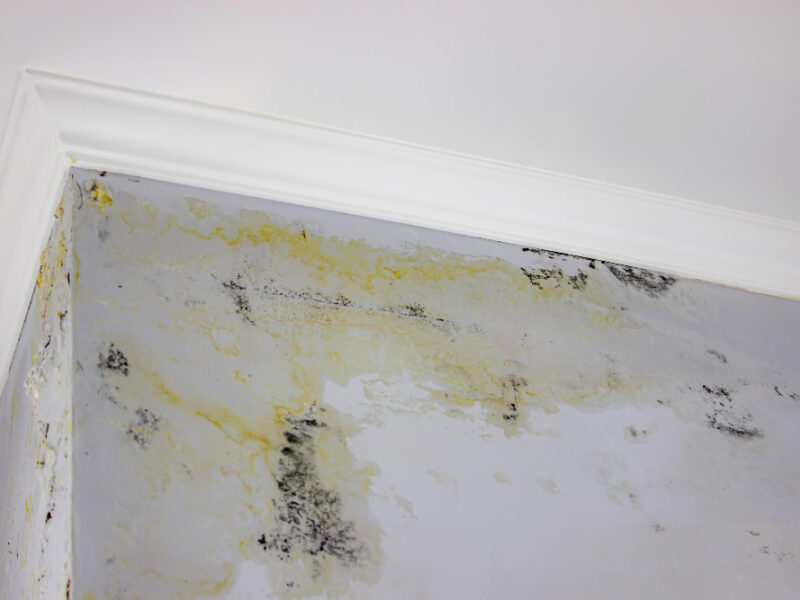 Black Mold Wall Fungus Wall After Flooding House