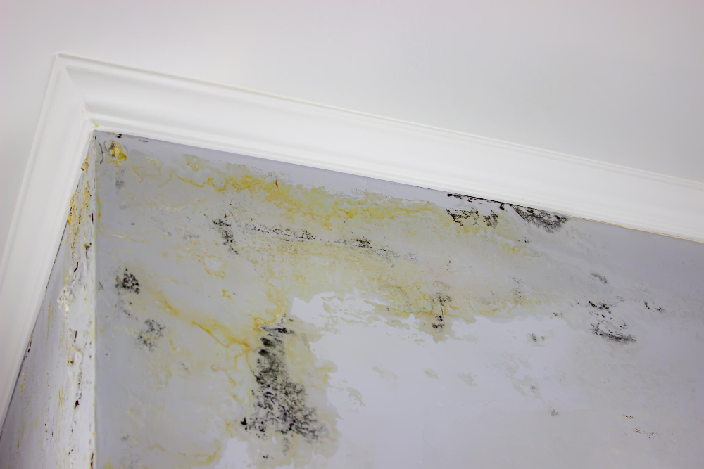black-mold-wall-fungus-wall-after-flooding-house