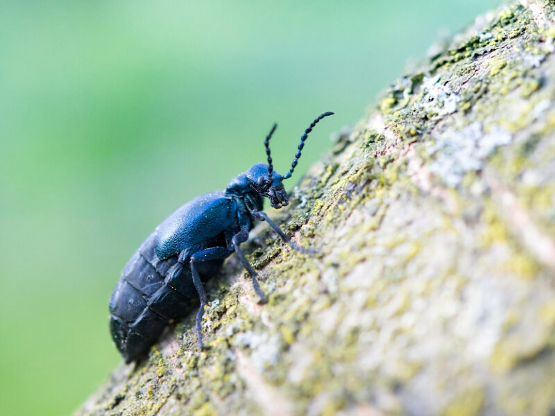 Black Oil Beetle