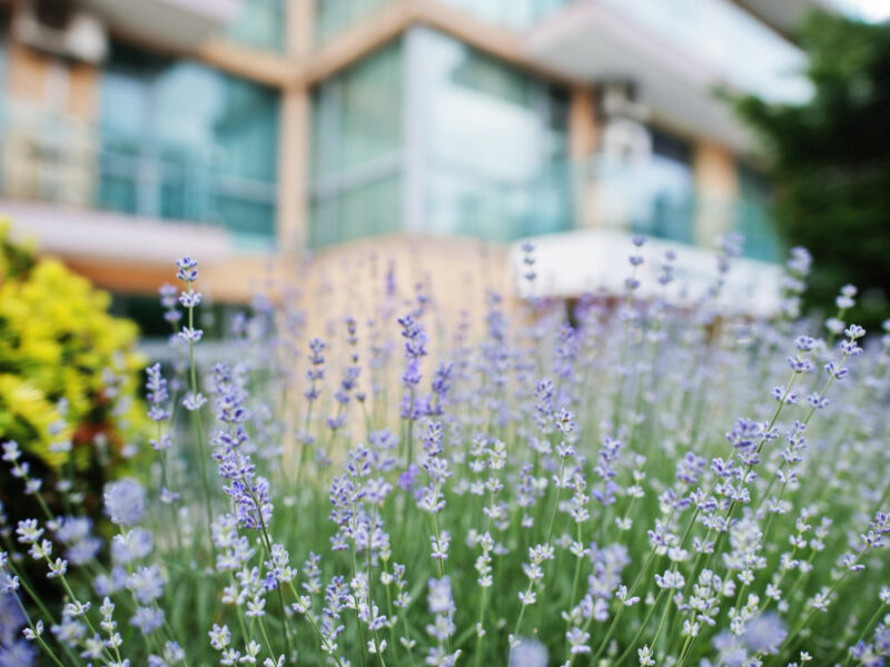 Bushes Lavender Courtyard