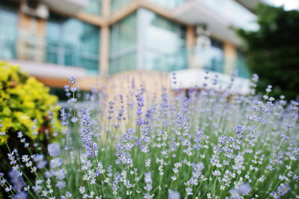 Bushes Lavender Courtyard
