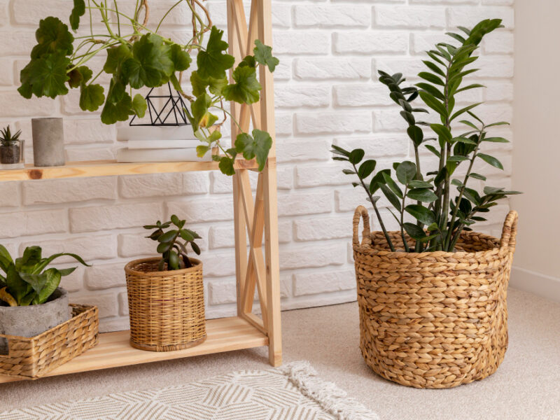 Room Interior Design With Shelves Plants