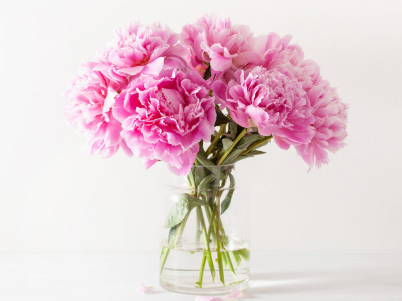 Beautiful Pink Peony Flowers Bouquet Vase