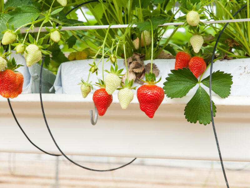 Culture Greenhouse Strawberry Strawberries