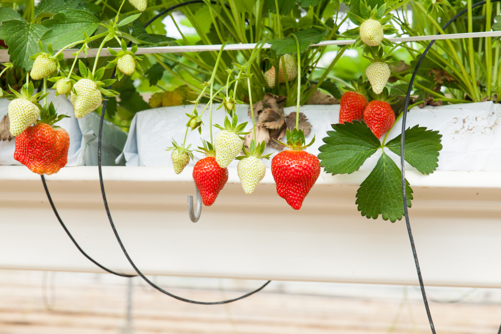 Culture Greenhouse Strawberry Strawberries