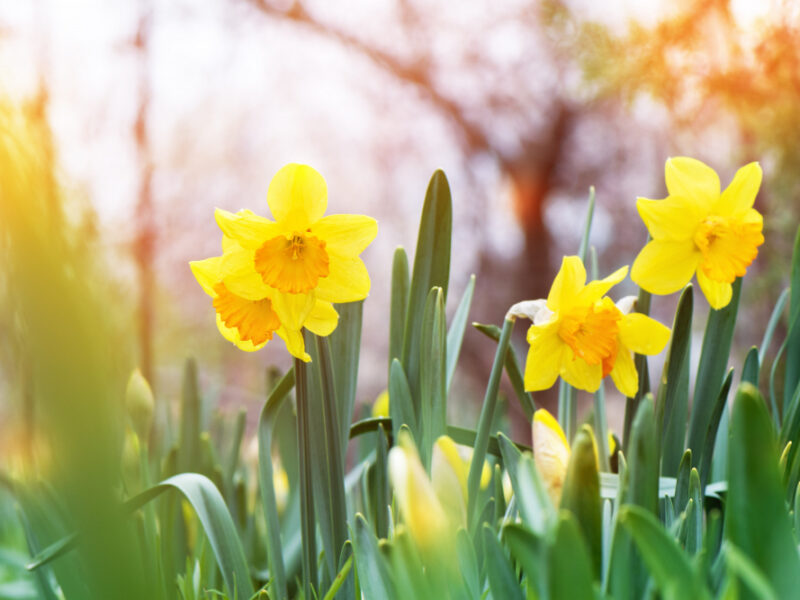 Yellow Daffodil Narcissus Blooming Garden