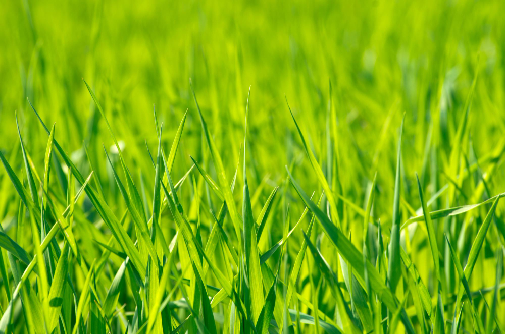 Green Grass Texture From Field