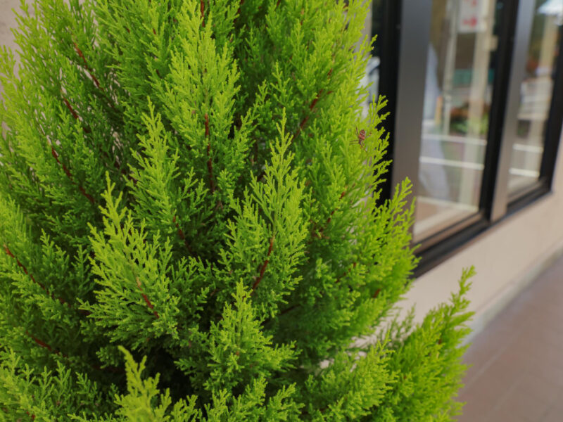 Close Up Green Thuja Tree