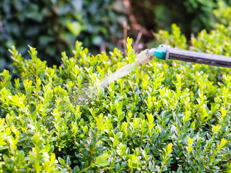 Processing Boxwood Bushes By Pesticide