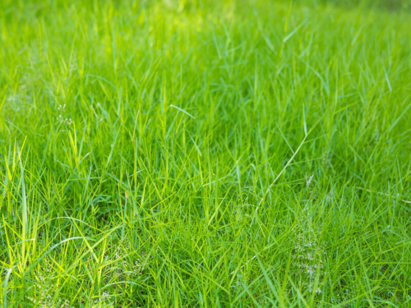 Meadow Background With Green Grass