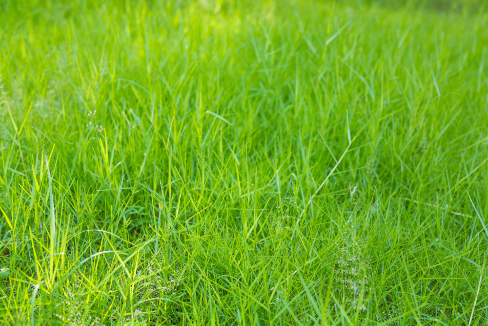 Meadow Background With Green Grass